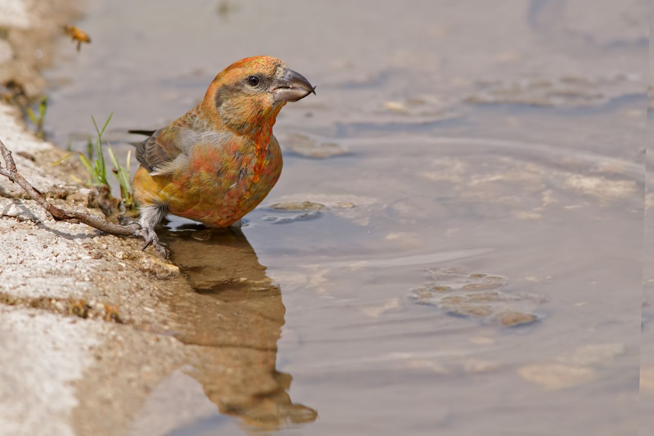 Crociere  (Loxia curvirostra)